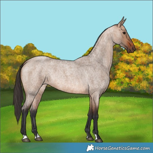 Horse Color:Bay Roan Dun 