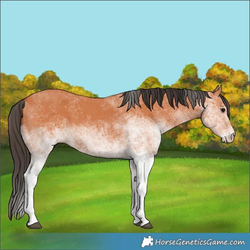 Horse Color:White Spotted Bay 