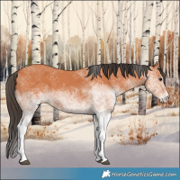 Horse Color:White Spotted Bay 