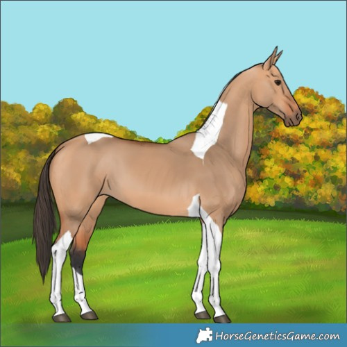 Horse Color:Bay Dun Tobiano