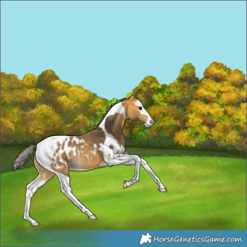Horse Color:Buckskin Splash Tobiano Appaloosa Rabicano