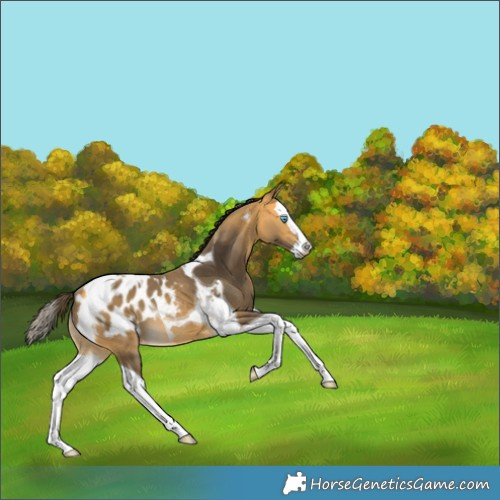 Horse Color:Buckskin Splash Tobiano Appaloosa Rabicano 