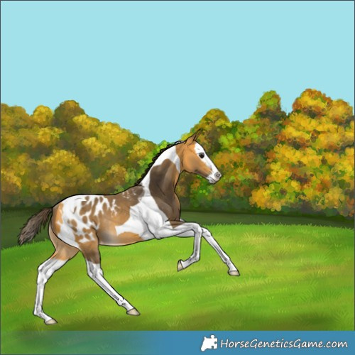 Horse Color:Buckskin Splash Tobiano Appaloosa Rabicano