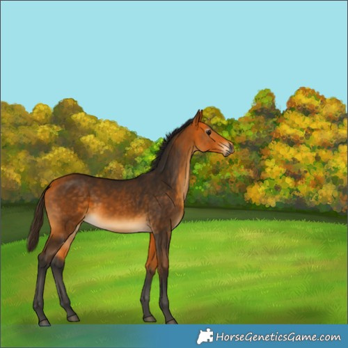 Horse Color:Gray Buckskin