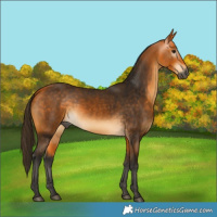 Horse Color:Gray Buckskin 