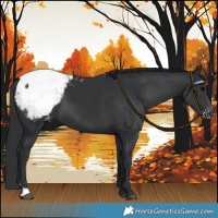 Horse Color:Black Snowcap 