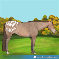 Horse Color:Amber Champagne Appaloosa