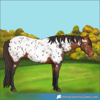 Horse Color:Bay Near Leopard