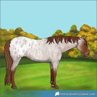 Horse Color:Red Roan Appaloosa