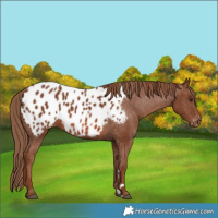 Horse Color:Chestnut Appaloosa 