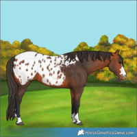 Horse Color:Bay Appaloosa