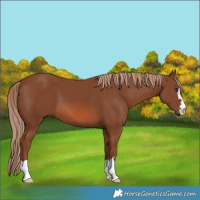 Horse Color:Chestnut 