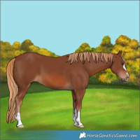 Horse Color:Chestnut 