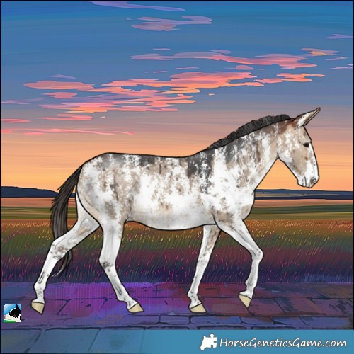 Horse Color:Bay Dun Sabino Rabicano Brindle