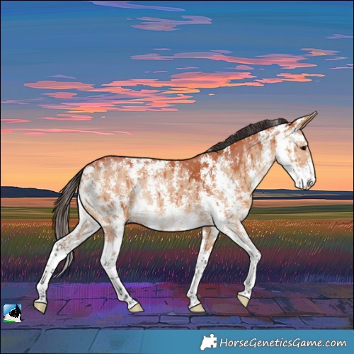 Horse Color:Bay Dun Sabino Rabicano Brindle