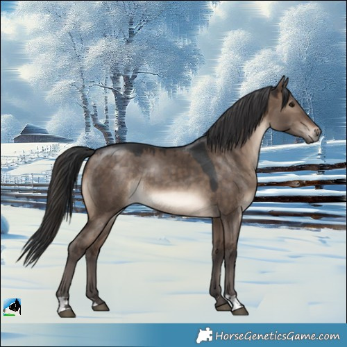 Horse Color:Brown Dun