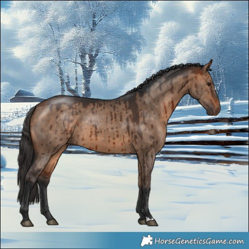 Horse Color:Bay Dun Brindle 