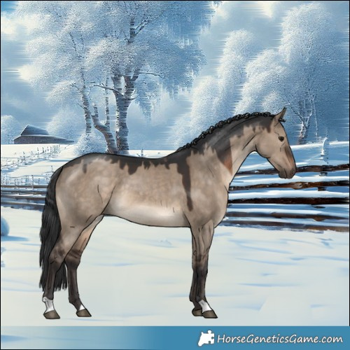 Horse Color:Brown Dun 