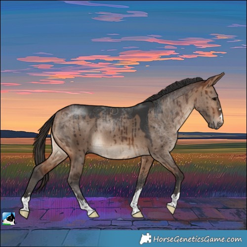 Horse Color:Bay Dun Rabicano Brindle 