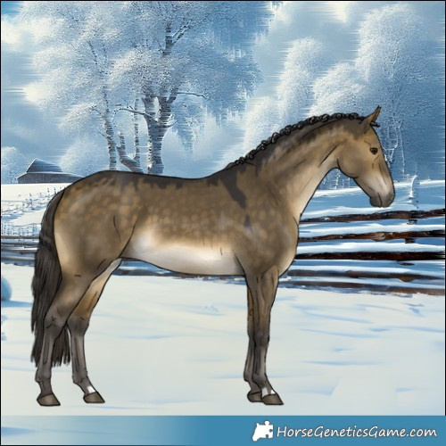 Horse Color:Buckskin Dun 