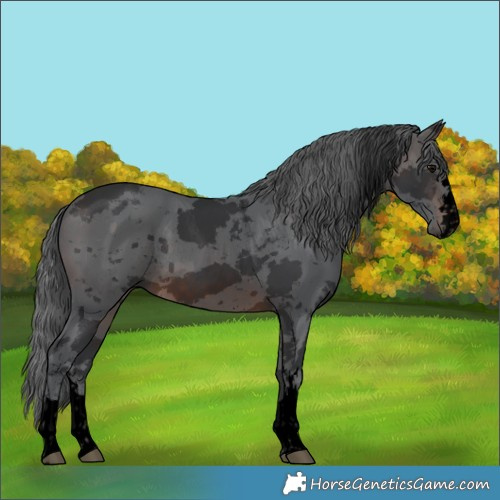 Horse Color:Void Brown Merle Rabicano 