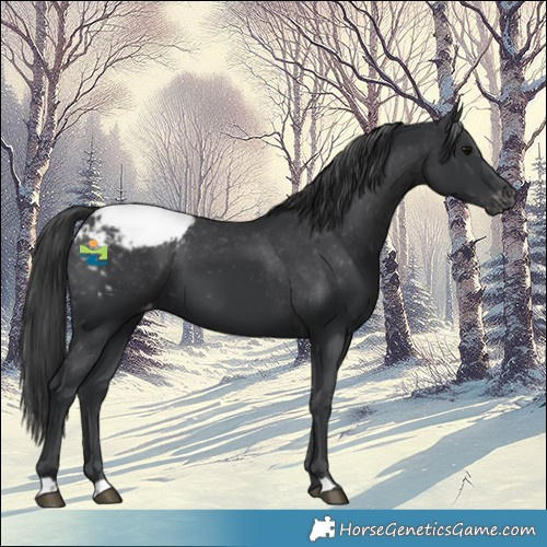 Horse Color:Black Snowcap 