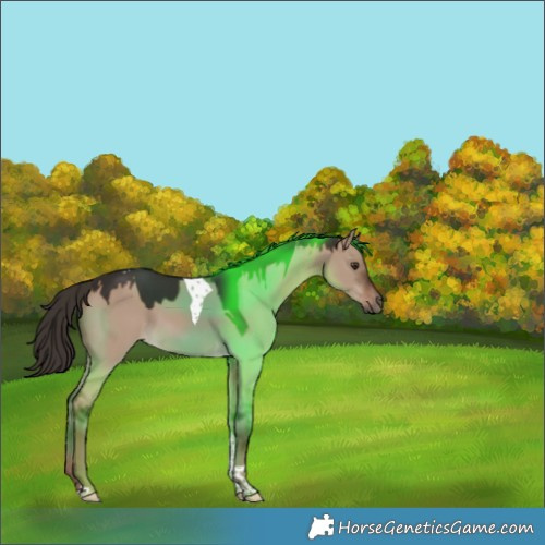Horse Color:Liver Red Dun Tobiano 