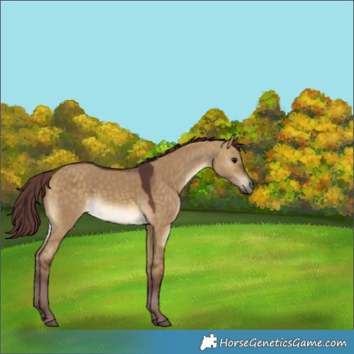 Horse Color:Chocolate Buckskin Dun 