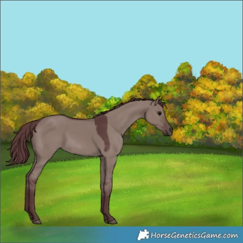 Horse Color:Chocolate Grullo 