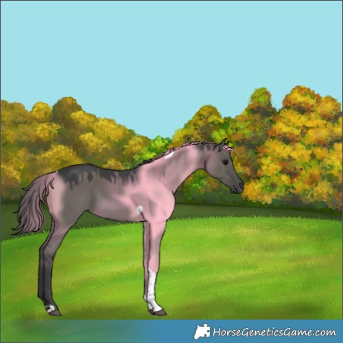 Horse Color:Grullo Tobiano