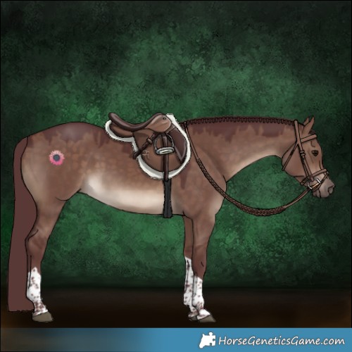 Horse Color:Chocolate Brown Dun Tobiano Rabicano
