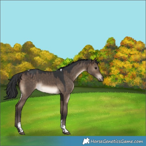 Horse Color:Brown Dun Tobiano Rabicano 