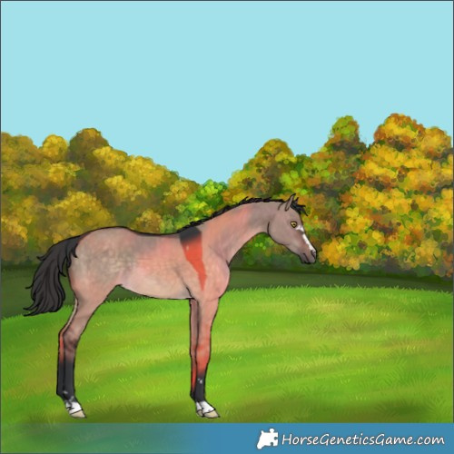 Horse Color:Brown Dun 