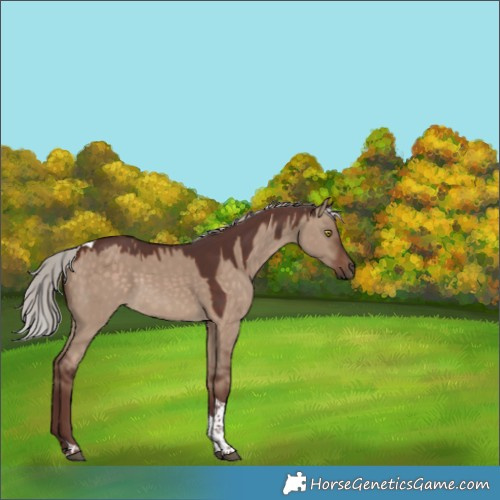 Horse Color:Chocolate Silver Bay Dun Tobiano 
