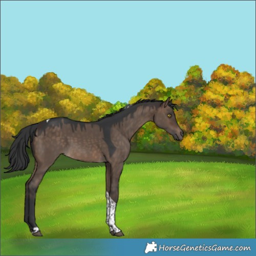 Horse Color:Brown Dun Tobiano 