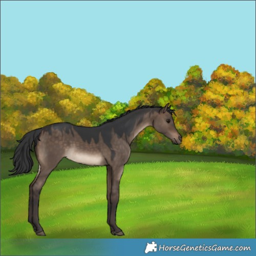 Horse Color:Brown Dun 