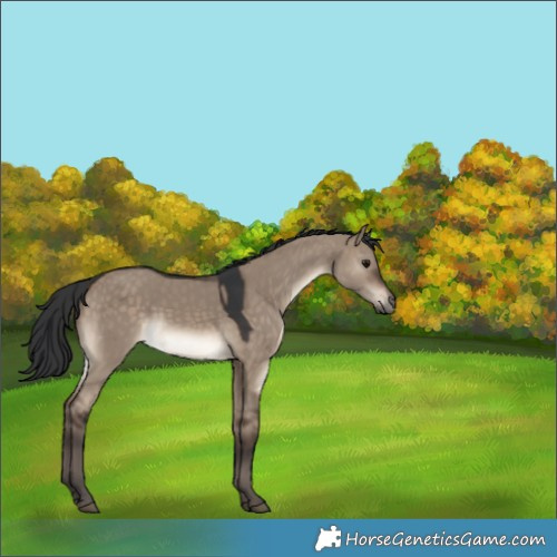 Horse Color:Brown Dun 