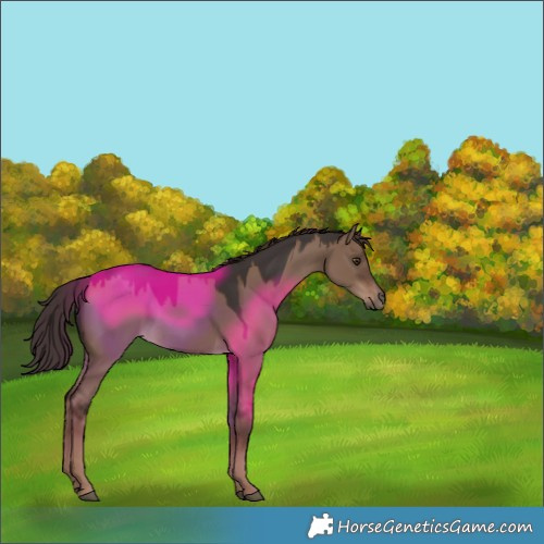 Horse Color:Liver Red Dun 