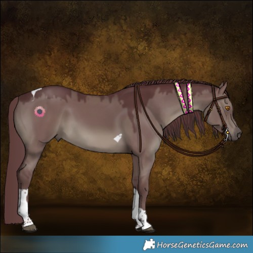 Horse Color:Chocolate Grullo Tobiano 