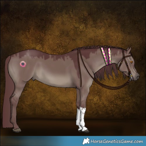 Horse Color:Chocolate Grullo Tobiano