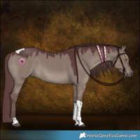 Horse Color:Chocolate Grullo Tobiano