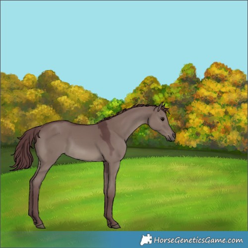 Horse Color:Chocolate Grullo 
