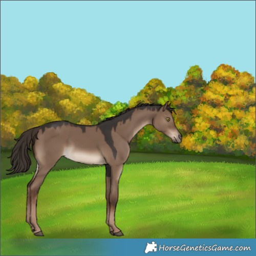 Horse Color:Liver Red Dun 