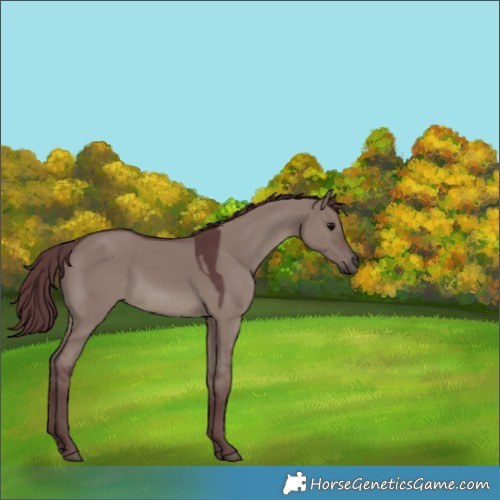 Horse Color:Chocolate Grullo 