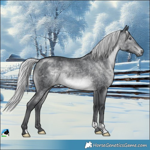 Horse Color:Silver Brown Chinchilla Rabicano 