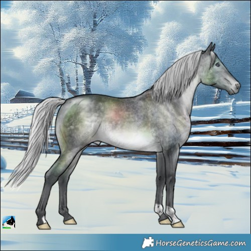 Horse Color:Silver Brown Chinchilla Rabicano 
