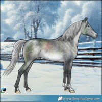 Horse Color:Silver Brown Chinchilla Rabicano 