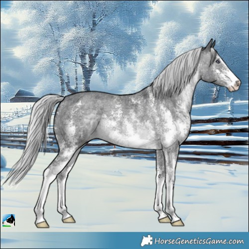 Horse Color:Silver Brown Chinchilla Sabino