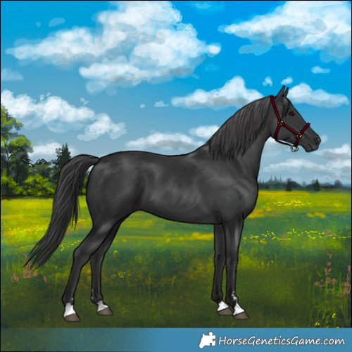Horse Color:Black 