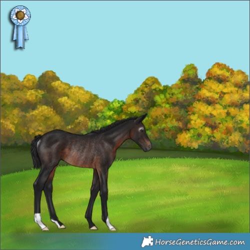 Horse Color:Gray Brown Rabicano 